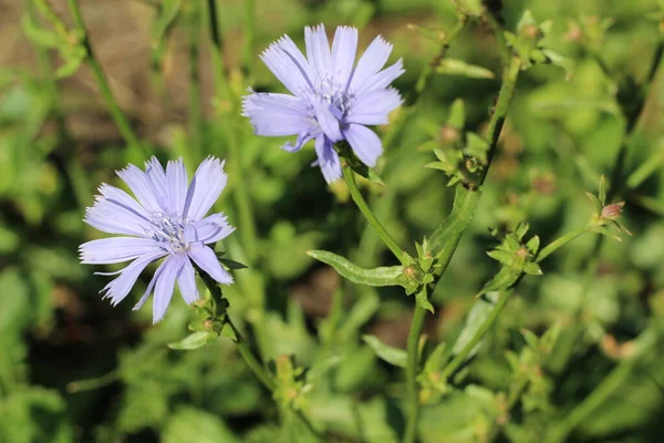 Flor Azul Fundo Natural Flor Chicória Selvagem Mergulhar Cichorium Intybus — Fotografia de Stock