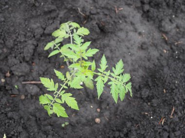 Bahçede domates tohumu tohumu..