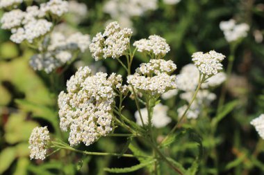Şifalı yabani ot Yarrow Achillea Millefolium. Çiçek açarken ki bitki, yakın plan.
