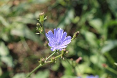 Doğal arka planda mavi çiçek. Yabani hindiba çiçeği. Cichorium İntybus.