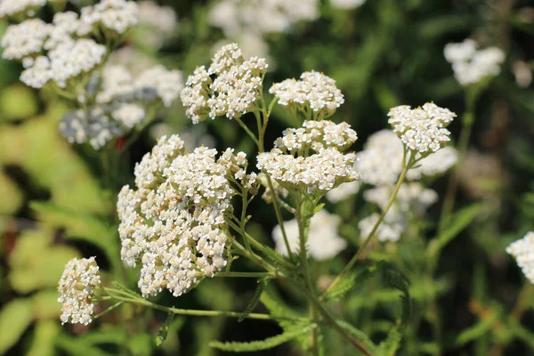 Medicinal Wild Herb Yarrow Achillea Millefolilium Plant Flowering Closeup — Stock Photo, Image