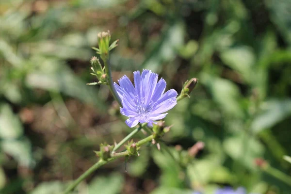 Flor Azul Fundo Natural Flor Chicória Selvagem Mergulhar Cichorium Intybus — Fotografia de Stock
