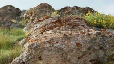 Stepin 'de yosun ve liken kaplı kayalar ve çiçek açan otlar.