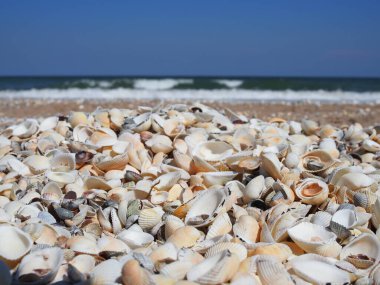 Deniz kenarında gün batımında güzel deniz kabuğu kumsalı.