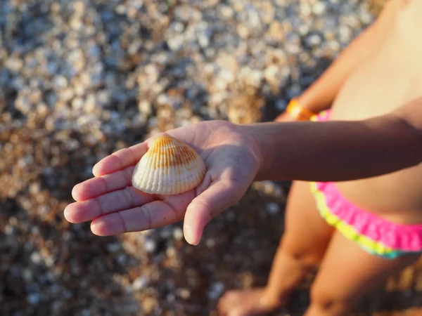 Niña Sosteniendo Conchas Mano Recogerlos Para Hacer Joyas Joven Biólogo — Foto de Stock