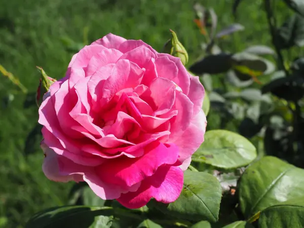 Różowy Kwiat Róży Kroplami Deszczu Tle Różowe Kwiaty Róż Przyroda — Zdjęcie stockowe