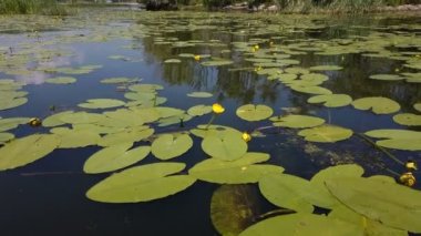 Suda sarı bir nilüfer. Suda güzel sarı bir çiçek. Nehirde parlak bir bitki. Vahşi doğada böcek yaşamı. Güzel bir gölün arka planında bir nilüfer çiçeği.