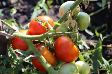 Çalılıklarda lezzetli kırmızı domates çiftliği.