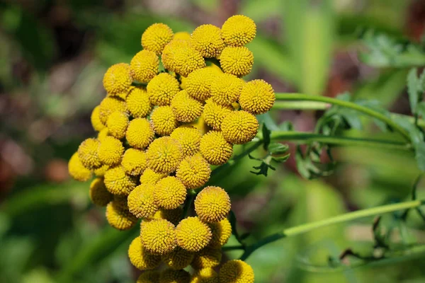 Tansy Φαρμακευτικό Βότανο Εναλλακτική Βιολογική Στον Κήπο — Φωτογραφία Αρχείου