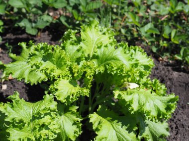 Yaprak hardal yeşillikleri sebze bahçesinde yetişir..
