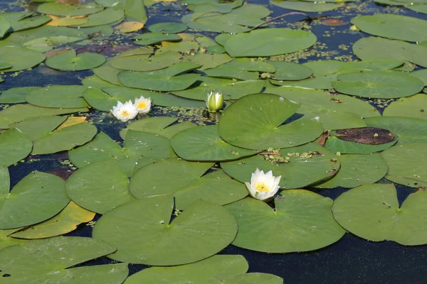 Hermosa Lirio Agua Blanca Estanque Fondo Hojas Oscuras Ninfa Las — Foto de Stock