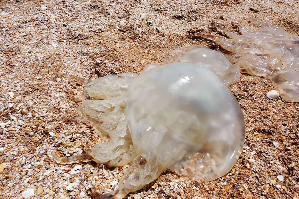 Una Gran Medusa Muerta Yace Orilla Una Playa — Foto de Stock