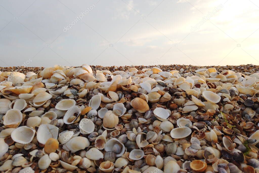 Beautiful seashell beach at sunset by the sea.