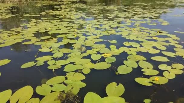 Lelies op het water. Groene eendenkroos op het oppervlak van het oude moeras. Zomer weer — Stockvideo