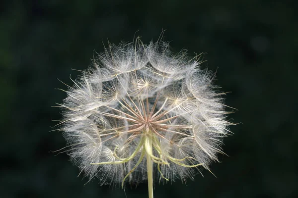 Big White Dandelion Green Grass Garden — Stock Photo, Image