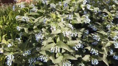 Baharda mavi çiçekler güneşli bir sabahta bahçede