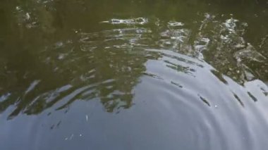 Gölde yem yiyen balıklar, gölde yüzen balık manzarası.