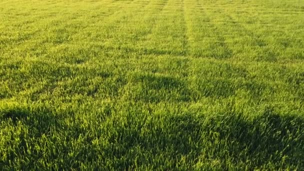 Erba Fresca Verde Ripresa Dalla Vista Dall Alto Con Vento — Video Stock