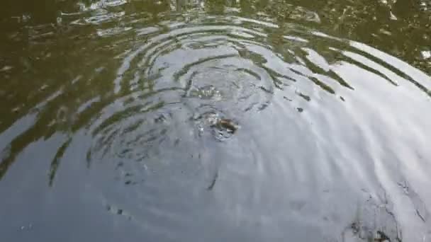 Fish Pond Eating Bait Top View Fish Floating River Lake — Stock Video