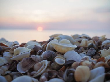 Farklı renkte deniz kabukları. Yumuşakça kabuklar. Deniz kabuğu arka planı. Kabukların dokusu