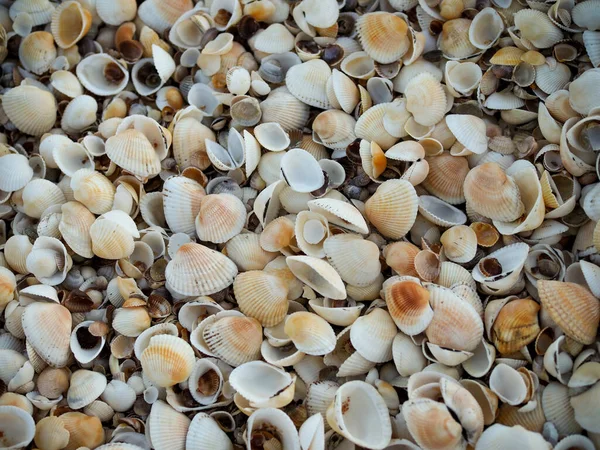 Summer background pattern from seashells. Shell close-up. Ocean coast. Seashells background. Top view.