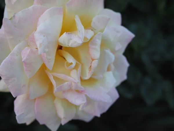 Belles Roses Thé Hybrides Parfumées Romantiques Intenses Cuivre Entièrement Soufflées — Photo