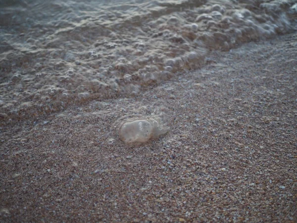 Μια Μεγάλη Νεκρή Μέδουσα Βρίσκεται Στην Ακτή Μιας Παραλίας — Φωτογραφία Αρχείου