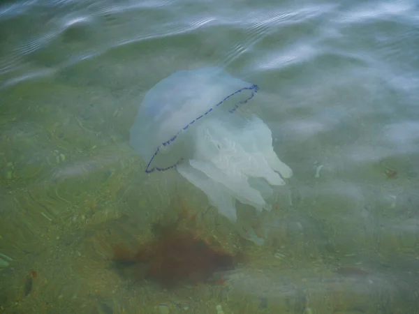 Large transparent jellyfish in clear water near the sandy shore on a clear day.