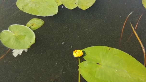 Lirios Agua Pato Verde Superficie Vieja Ciénaga Tiempo Verano — Vídeos de Stock