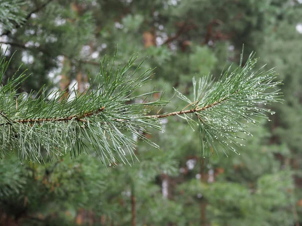 Aiguille Pin Avec Grosses Gouttes Rosée Après Pluie — Photo