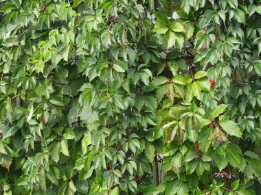 Genç vahşi yaprak çit - park duvar arka plan.