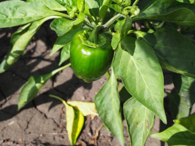 Yeşil biber meyvesi bir serada çalıların üzerinde.