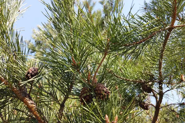 Cône Pin Tordu Pinus Contorta Dans Les Monts Beartooth Montana — Photo