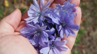 Bir kadının elindeki hindiba çiçekleri, bitkisel ilaçlar, bitki uzmanı..