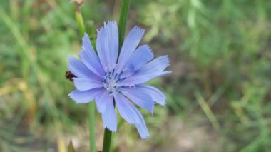 Tavuklu çiçek yakın çekim tavası. Cichorium Intybus 'un parlak mavi çiçeği doğal ortamında. Karahindiba ailesinin bir parçası olarak mavi papatya, mavi ot, kahve otu, at otu ve succory olarak da bilinir.