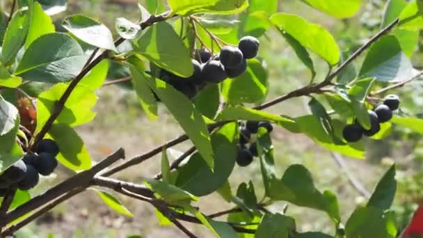 Fruta Preta Folhas Vento Chokeberry — Vídeo de Stock