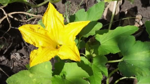 Zucchini Blomma Blommar Trädgården Attraherar Pollinatörer Såsom Bin Försommarmorgonen Gul — Stockvideo