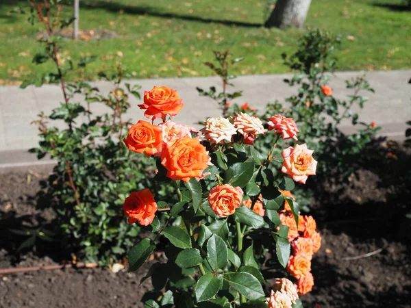Laranja Bela Rosa Crescendo Jardim — Fotografia de Stock