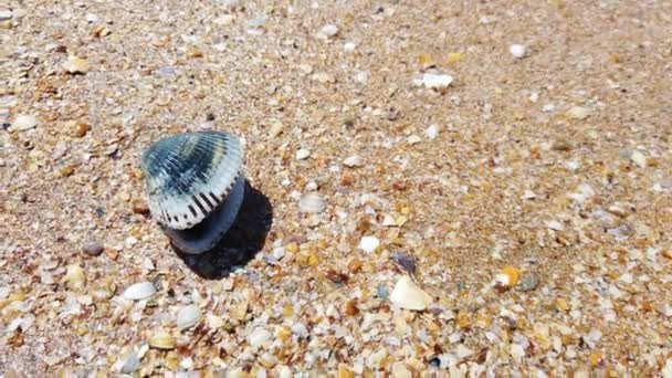 Vague Retourne Une Petite Coquille Sur Sable — Video