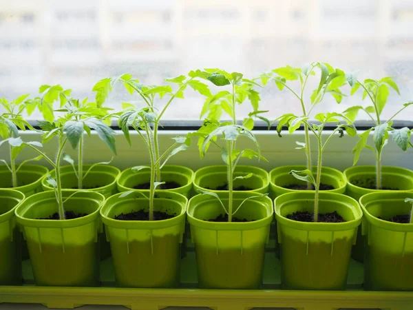 Die Frühjahrspflanzung Tomatensetzlinge Die Aus Samen Kästen Hause Auf Der lizenzfreie Stockfotos