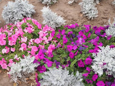 Karışık nonoşlar, petunyalar, kadife çiçekleri ve çiçek açan diğer çiçeklerle dolu renkli kentsel sokak çiçekleri, kış sonu ve bahar aylarında şehir bahçesi manzarasına renk katıyor.