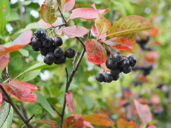 Bosjes Bosbessen Een Struik Herfstzonnestraal — Stockfoto