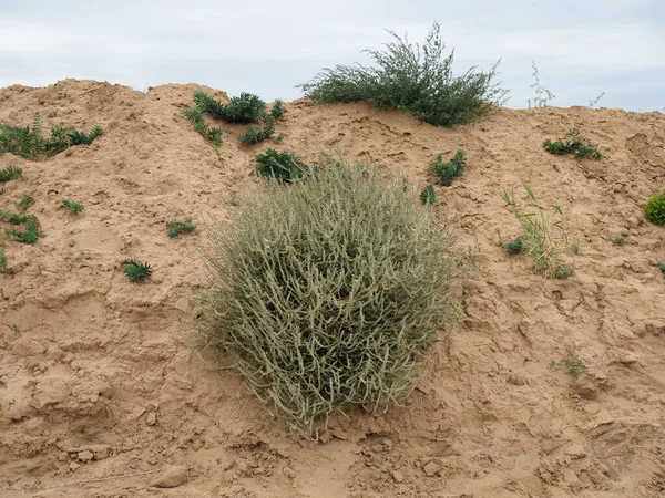 wild plants in desert taken with blur effect, grass in the sand dunes.