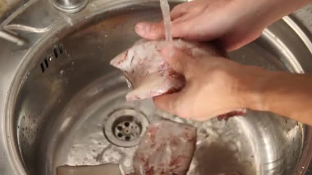 Le mani di uomini lavano e puliscono calamari sotto acqua corrente. Preparazione dei frutti di mare per la cottura. — Video Stock