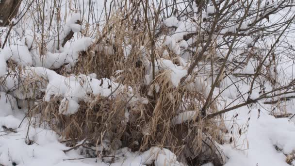 Krzewy pokryte śniegiem. Wysoka sucha trawa w śniegu. Zimowy krajobraz. Zwolniony ruch. — Wideo stockowe