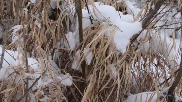 Bush takken bedekt met sneeuw. Groot droog gras in de sneeuw. Winterlandschap. Sluit maar af. Langzame beweging. — Stockvideo