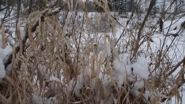 Cabang-cabang semak tertutup salju. Rumput kering tinggi di salju. Pemandangan musim dingin. Sungai beku di belakang semak-semak selama salju turun. Gerakan bingkai. Gerakan lambat. — Stok Video
