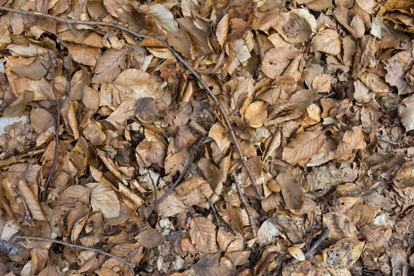 Bladeren grond textuur — Stockfoto