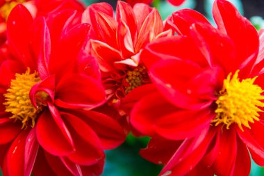 renkli bahar çiçekleri