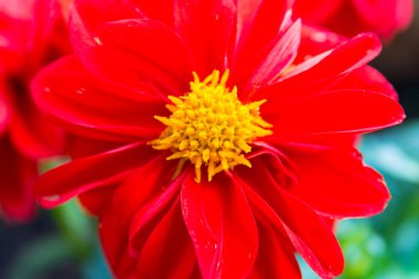 renkli bahar çiçekleri